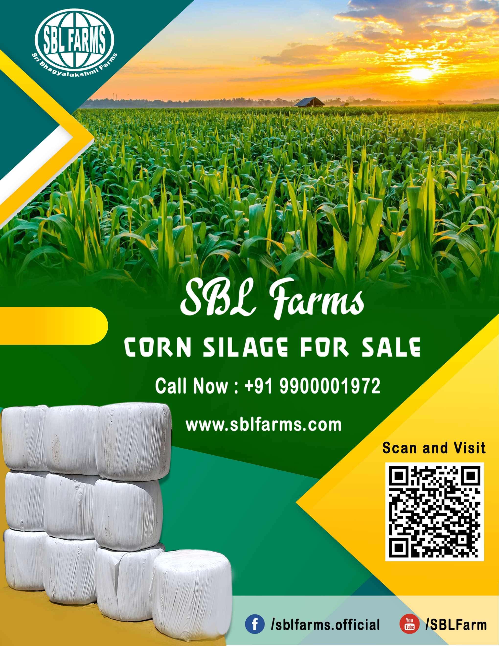 Corn Silage Suppliers in Bangalore | Corn Silage for Sale  |  Corn Silage, Baby Corn Silage manufacturers, suppliers & exporters in Bangalore | corn silage for sale in bangalore |  Sri Bhagyalakshmi Farms Corn Silage Bangalore| Silage Balers | Animal Feed Manufacturers | Production of Silage |Cattle feed manufacturers & suppliers - SBL Farms is solving the biggest fodder crisis in India, by supplying Silage bales, Bailing machines to dairy farmers, Cooperatives, Animal Husbandry | Best Cattle Feed Manufacturers & Silage Suppliers in India | Indias Best Baled Silage Producers